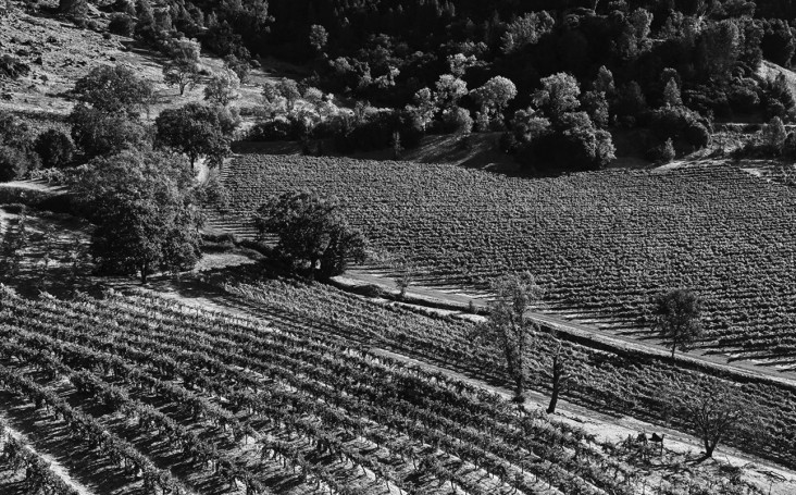 Judgement of Paris – degustacja, która zmieniła świat wina