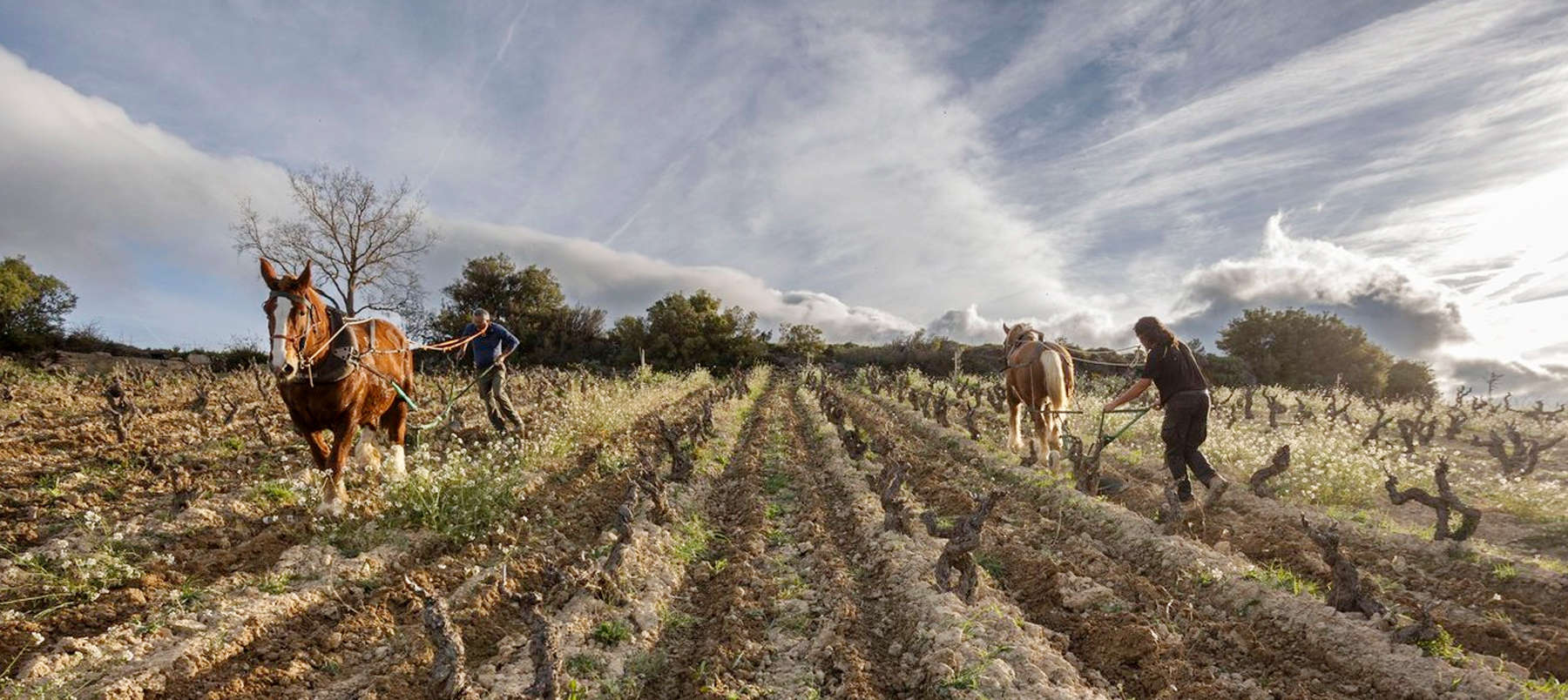 Tradycyjna uprawa winnicy – Bodegas Bhilar, Rioja Alavesa