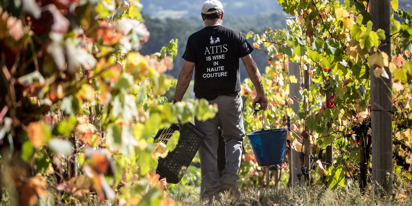 Zbiory winogron w winnicy Attis Bodegas y Viñedos w regionie Rías Baixas, Galicja.