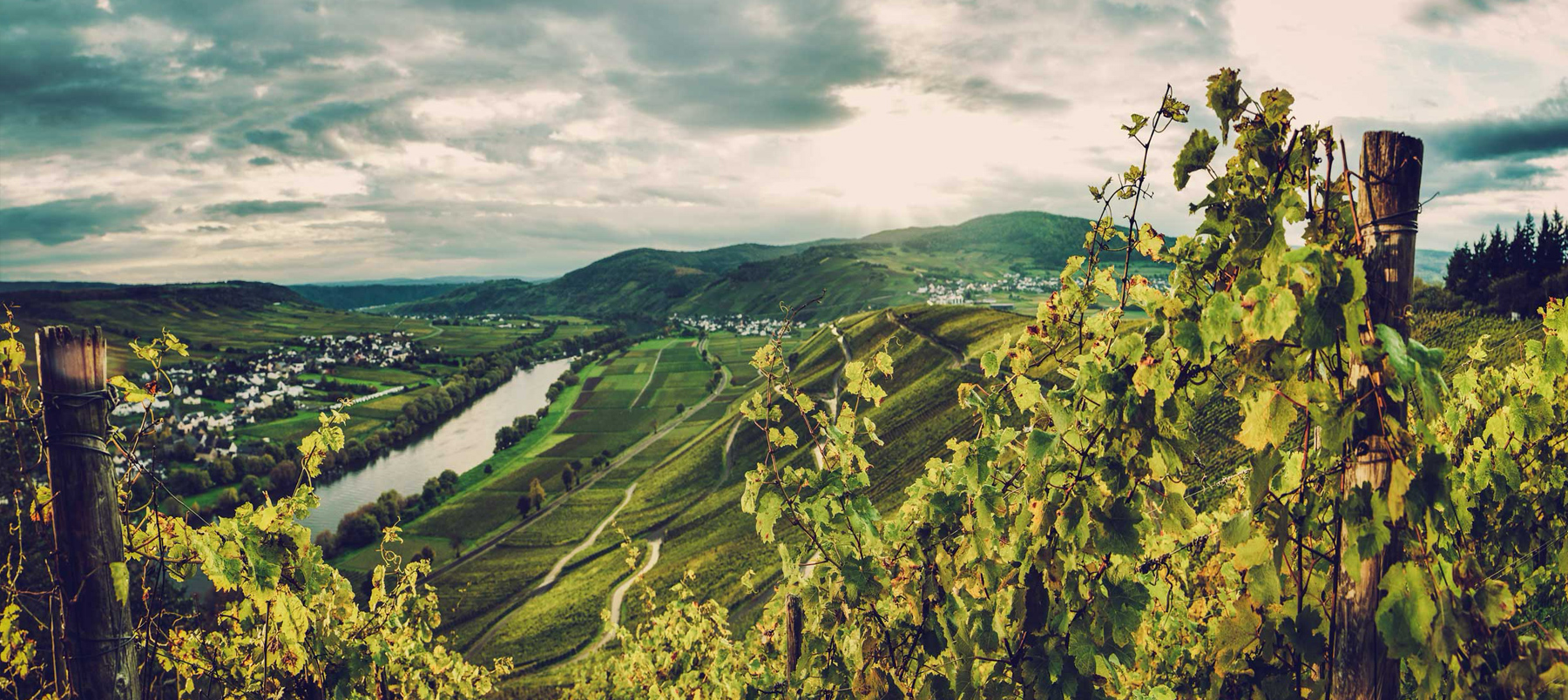 Panoramiczny widok na winnice Brauneberg w regionie Mozeli