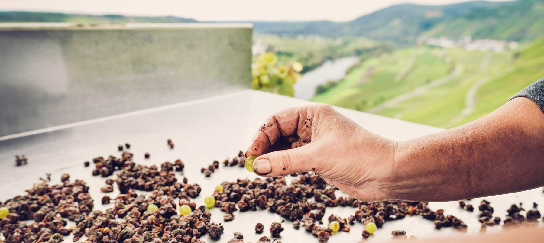 Ręczna selekcja jagód rieslinga na stromych stokach Braunebergu