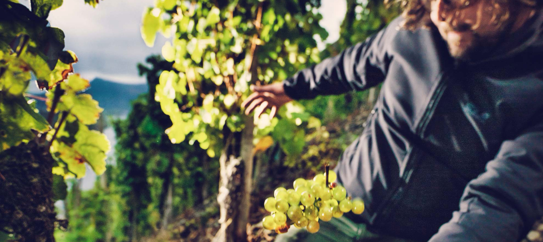 Winobranie rieslinga na stromych stokach Braunebergu w Mozeli