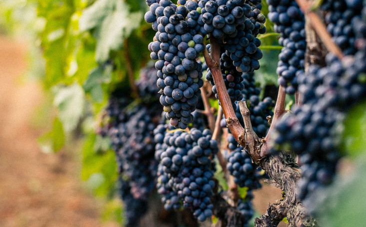 Dlaczego primitivo jest tak&nbsp;popularne w&nbsp;Polsce?