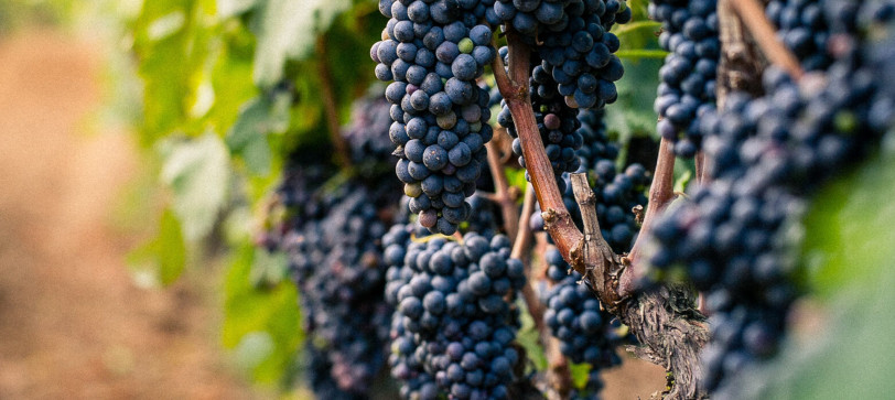 Winogrona primitivo w Apulii – południe Włoch