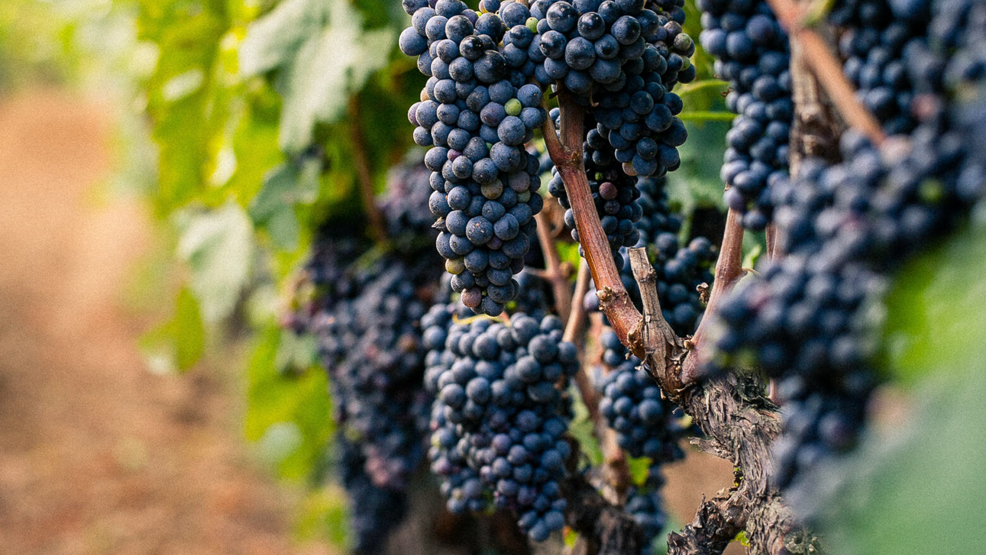 Winogrona primitivo w Apulii – południe Włoch