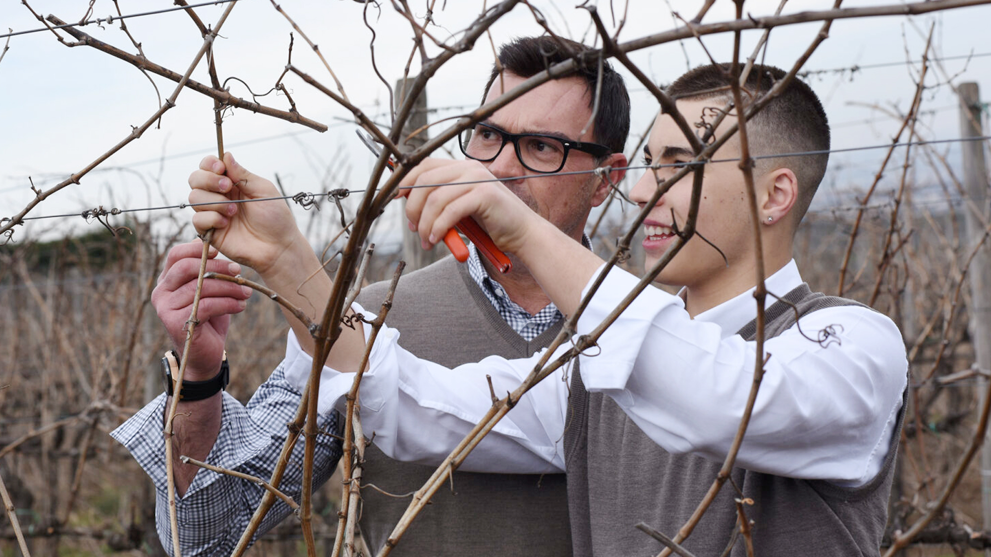 Ręczna praca w winnicy primitivo w Apulii – selekcja i pielęgnacja krzewów