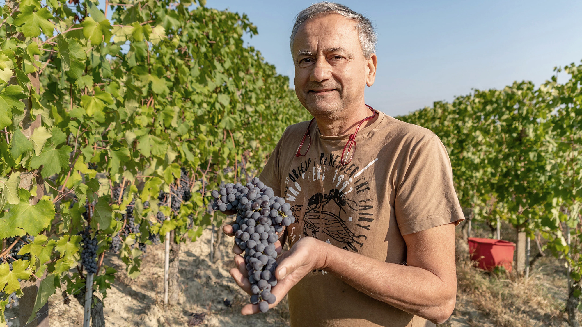 Ręczne zbiory winogron w winnicy w Piemoncie, Włochy