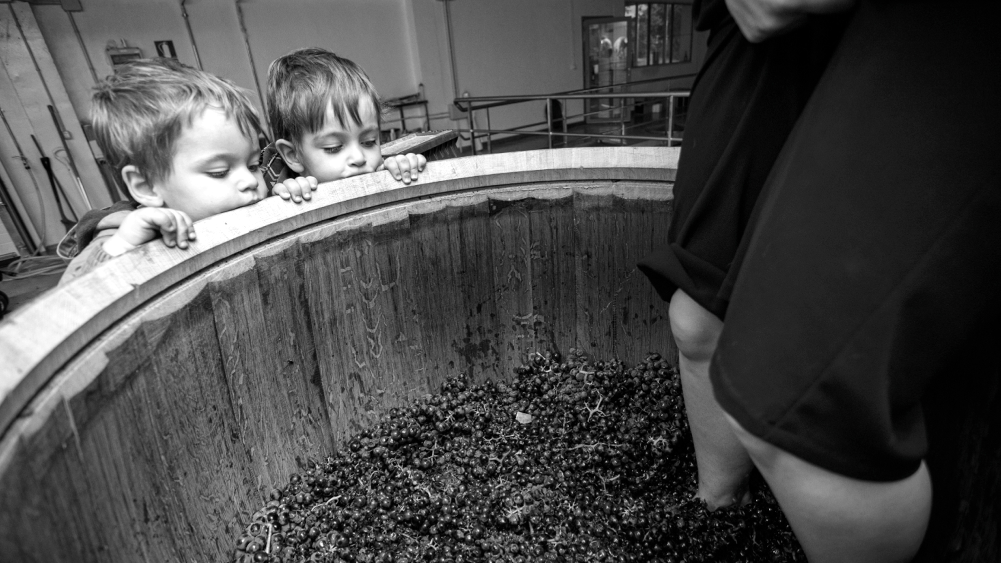 Winogrona w trakcie winifikacji w winnicy Bodegas Bhilar – początek powstawania wina