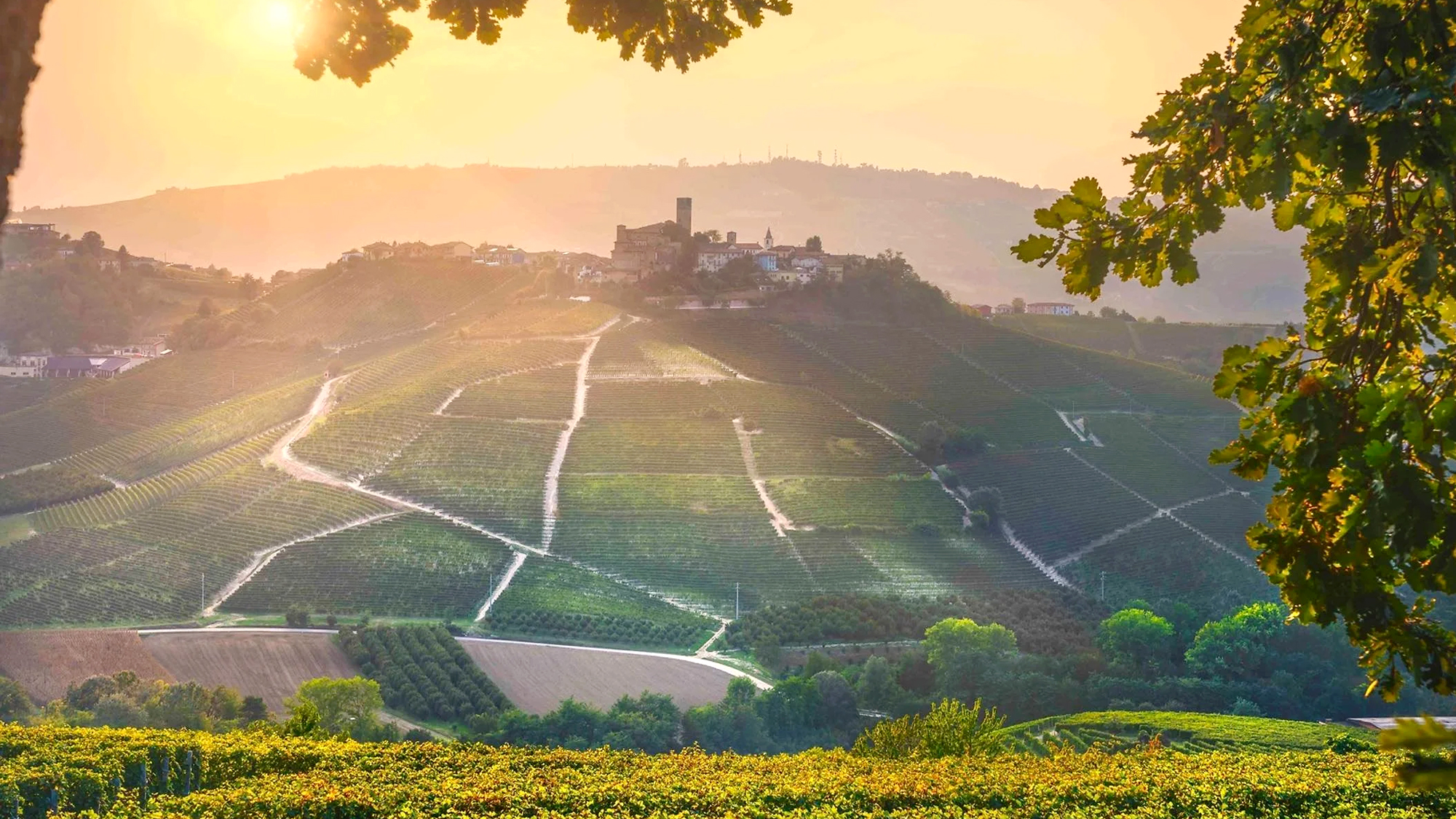 Winnice na wzgórzach pokazujące terroir i pochodzenie wina