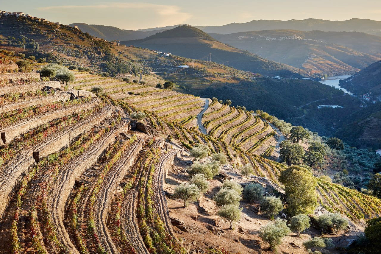 Tarasowe winnice w dolinie Douro w Portugalii